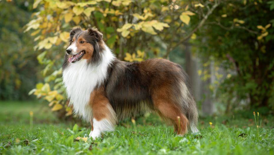 Shetland sheltie store